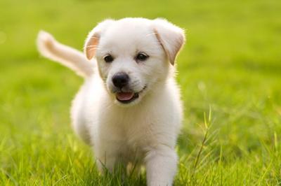 Puppies love to play!