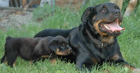 Rottweiler puppy