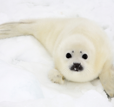Cutest Seal