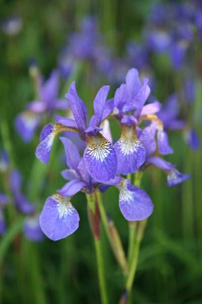 Siberian Iris
