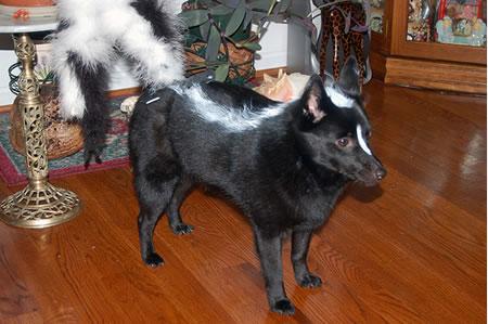 Skunk dog
