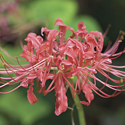 Spider Lilies