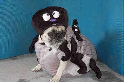 Spider pug