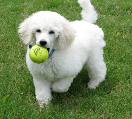 Poodle Puppies on Standard Poodle Puppy   Puppies