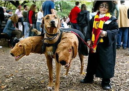 A ferocious three-headed dog of Hogwart's fame.