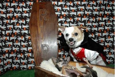 Vampire dog