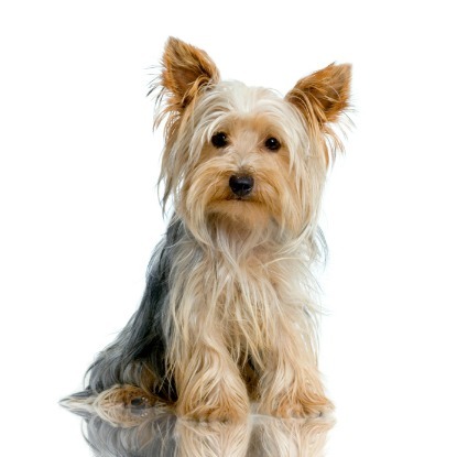 toy yorkie dog