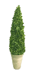 Preserved Boxwood Cone Topiary