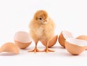 Welcome to the new Hatch blog on Pregnancy and Baby