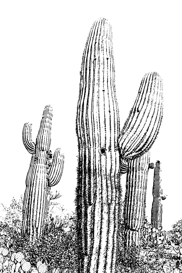 Saguaro Coloring Pages
