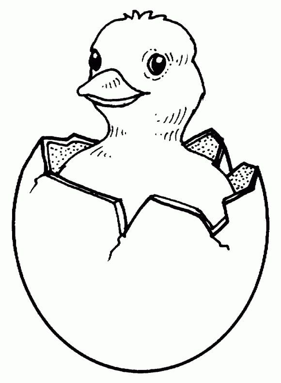 baby easter chicks coloring pages - photo #17