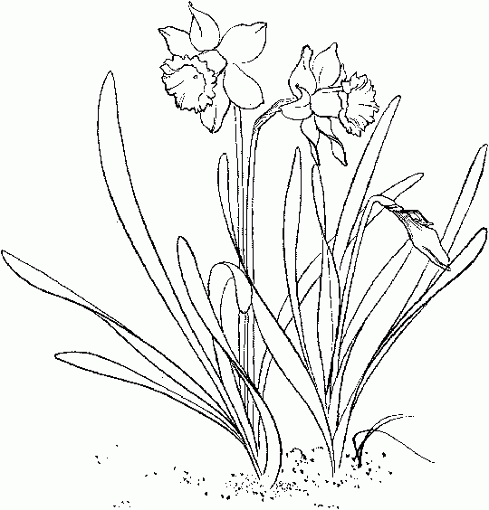 daffodil coloring pages for free - photo #30