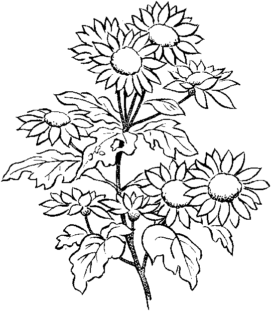 Flower coloring pages: Growing flowers