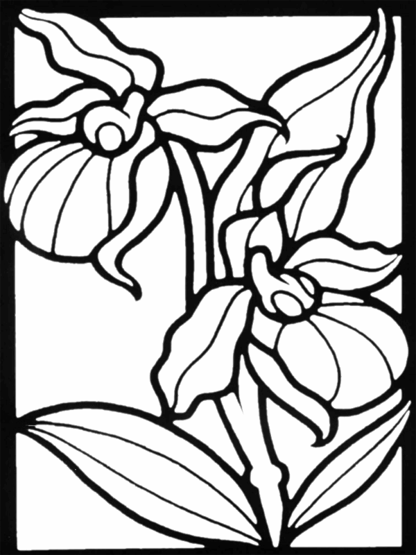 Flower coloring pages: Iris flowers