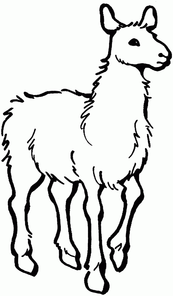 Llama Coloring Pages - Kidsuki