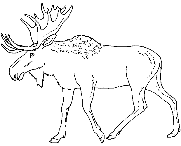 moose coloring printable canada