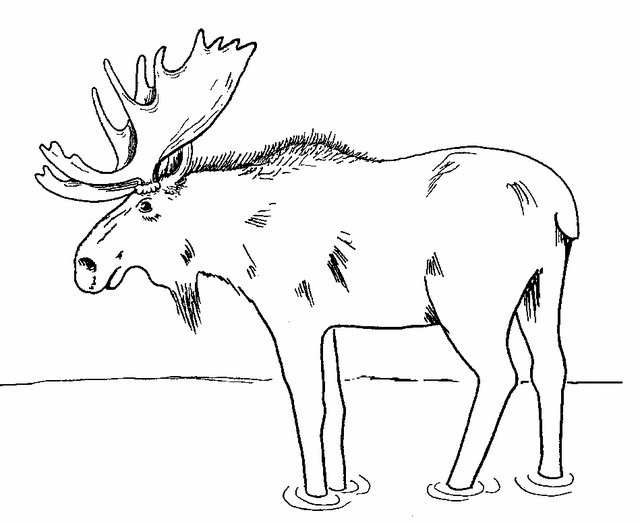 Moose coloring page 2 Free Printable Coloring Pages