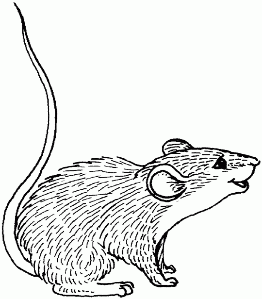 Animal coloring pages for kids: Mouse
