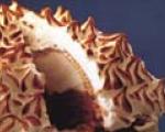 Baked Alaska