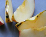 Apple and Onion Salad