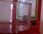 Bon Sherry Cocktail