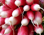 Butter Poached Radishes