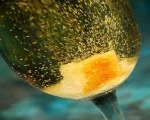 Champagne Cocktail Classic