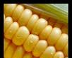 Savory Corn Pudding