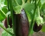 Garlic Eggplant Dip