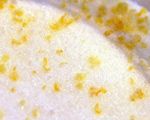 Lemon Sugar