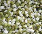 Image of Mung Bean Sprout Salad, SheKnows