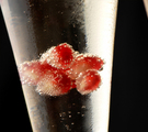 Pomegranate Fizz