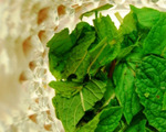 Tequila Mint Julep Cocktail