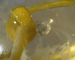 The Honolulu Cocktail #2