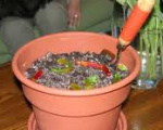 Worms in Dirt