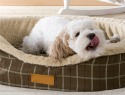 Tips for introducing your new dog to your home