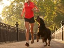 Top dog breeds for running