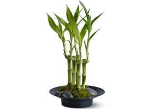 Lucky Bamboo Plant