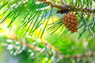 Pine scents