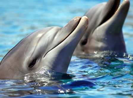 Is dolphin-assisted birth awesome or crazy?