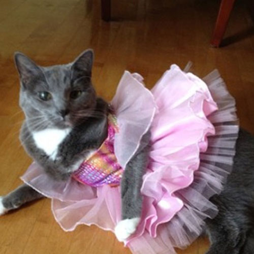 22 Cats in puffy skirts - Page 3