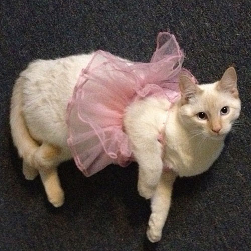 22 Cats in puffy skirts - Page 4