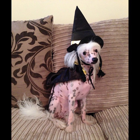 5 Tail-waggingly cute dog Halloween costumes – SheKnows