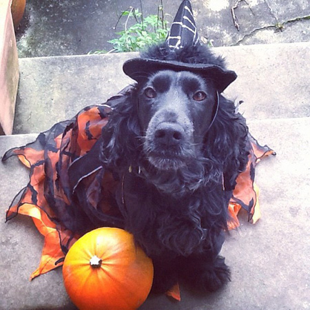 5 Tail-waggingly cute dog Halloween costumes – SheKnows