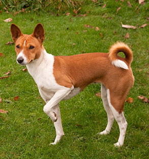 Meet the breed: Basenji