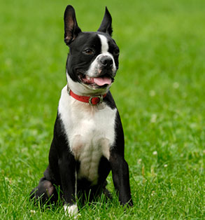 Meet the breed: Boston Terrier