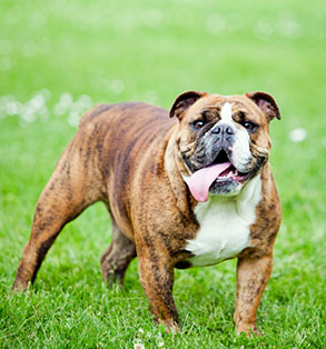 Meet the breed: Bulldog