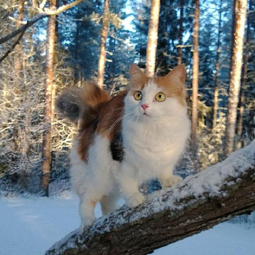 17 Fluffy cats in fluffy white snow