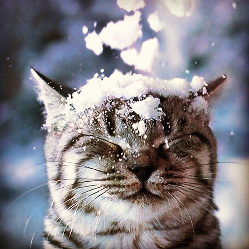 17 Fluffy cats in fluffy white snow