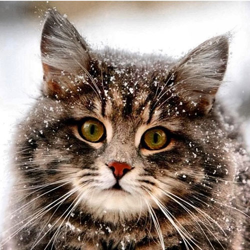 17 Fluffy cats in fluffy white snow